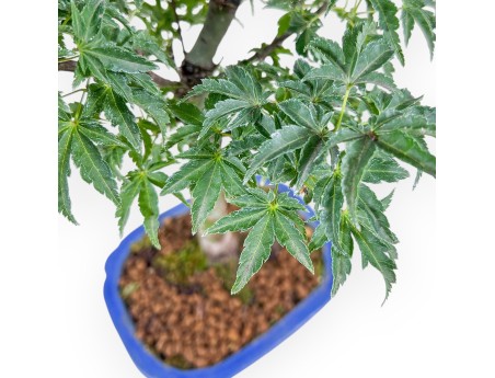 Bonsaï d'Acer palmatum shishigashira - Érable %separator% %category%