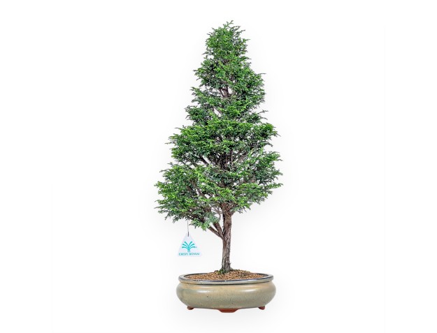 Chamaecyparis obtusa bonsai %separator% %category%