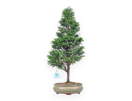 Bonsaï de Chamaecyparis obtusa %separator% %category%