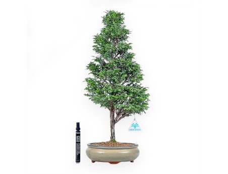 Chamaecyparis obtusa bonsai %separator% %category%