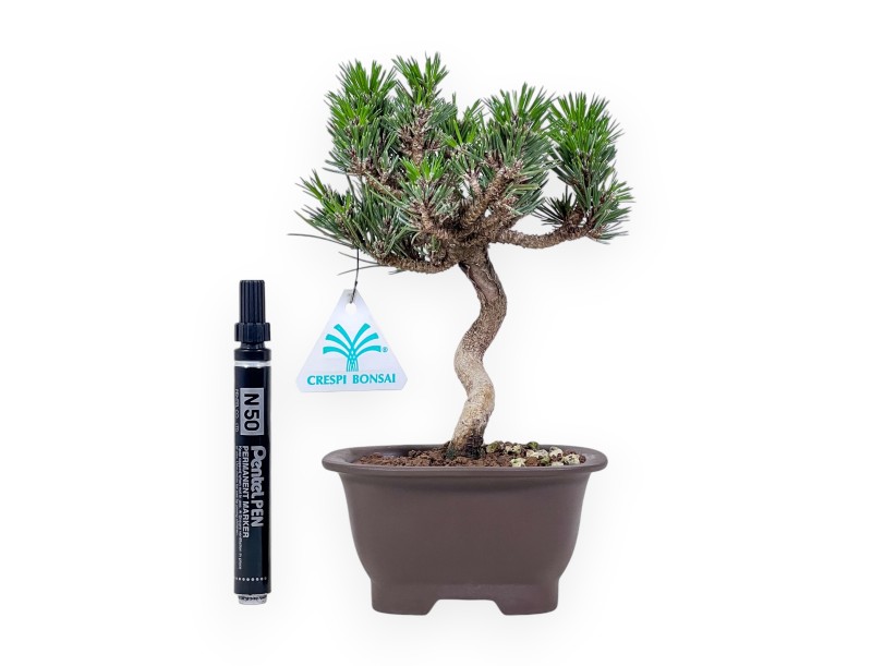 Pinus thunbergii senjomaru-bonsai %separator% %category%