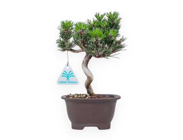 Bonsai aus Pinus thunbergii Senjomaru %separator% %category%