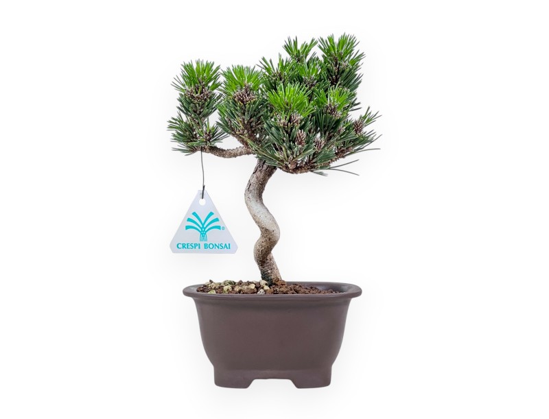 Bonsai aus Pinus thunbergii Senjomaru %separator% %category%