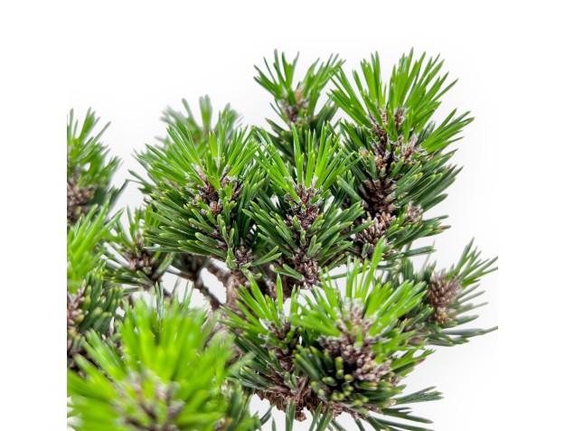 Bonsái de Pinus thunbergii senjomaru %separator% %category% 2