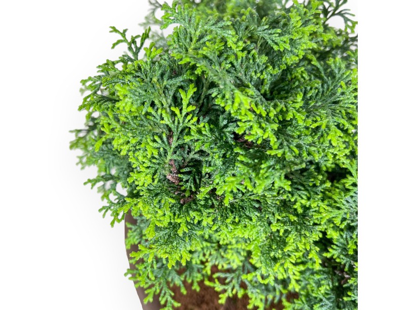 Bonsai van Chamaecyparis obtusa %separator% %category%