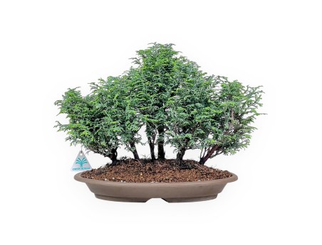 Bonsai van Chamaecyparis obtusa %separator% %category%