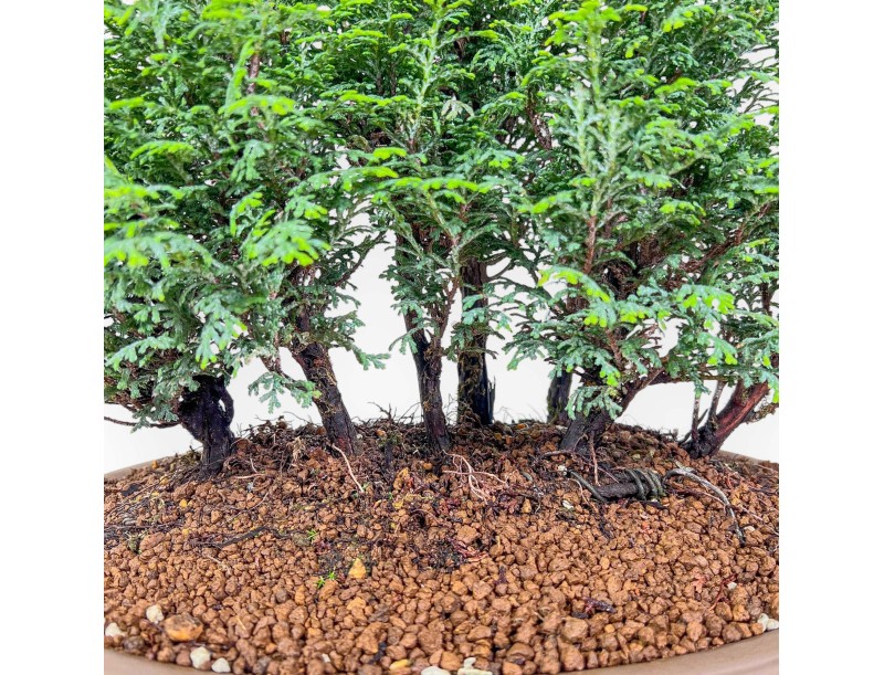 Bonsai van Chamaecyparis obtusa %separator% %category%