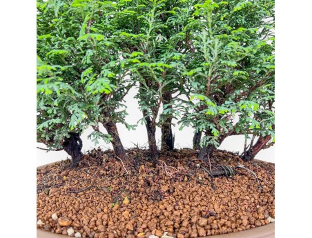 Bonsai van Chamaecyparis obtusa %separator% %category%