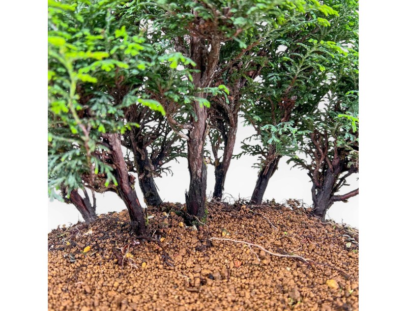 Chamaecyparis obtusa bonsai %separator% %category%