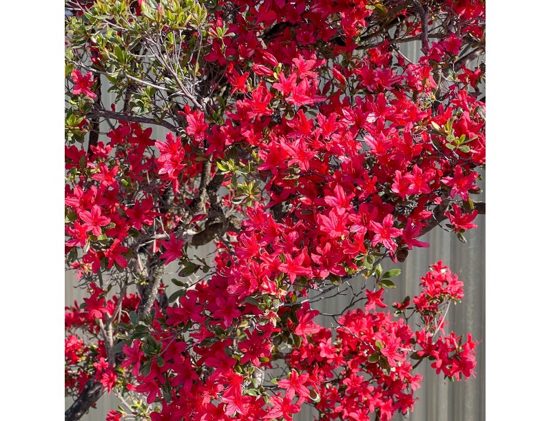 Rhododendron indicum kirishima %separator% %category%