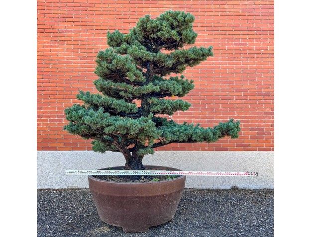 Pinus pentaphylla %separator% %category% 2