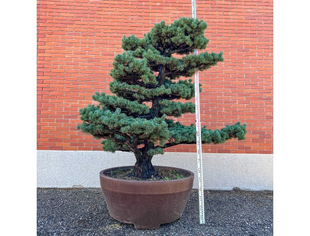 Pinus pentaphylla %separator% %category%