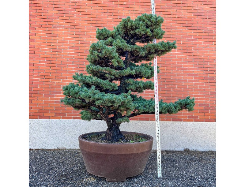 Pinus pentaphylla %separator% %category%