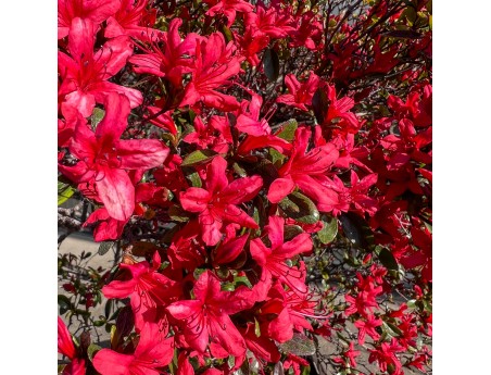 Rhododendron indicum kirishima %separator% %category%