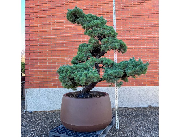 Pinus pentaphylla %separator% %category%