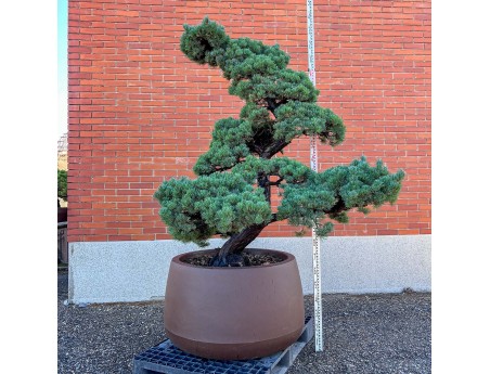 Pinus pentaphylla %separator% %category%