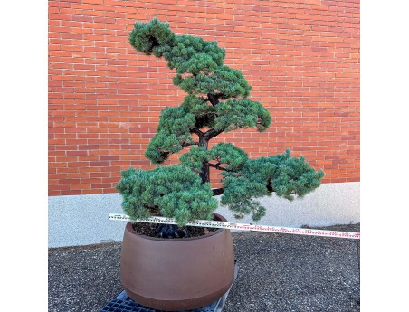 Pinus pentaphylla %separator% %category%