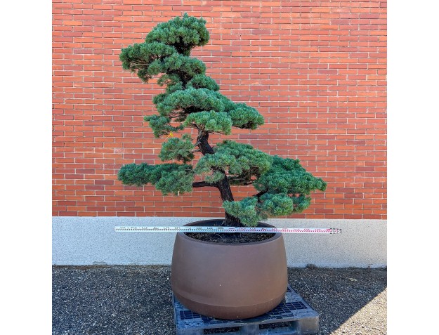 Pinus pentaphylla %separator% %category% 2