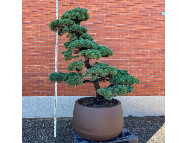 Pinus pentaphylla %separator% %category%