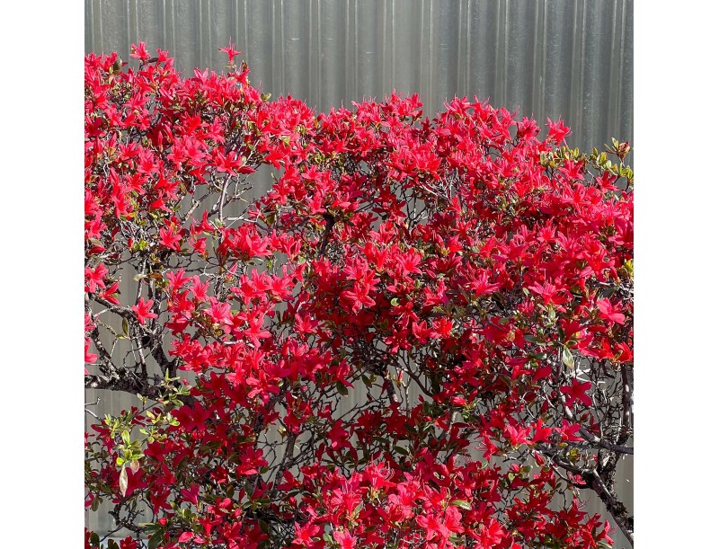 Rhododendron indicum kirishima %separator% %category%