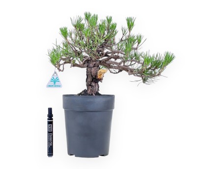 Bonsai van Pinus thunbergii - Zwarte den %separator% %category%