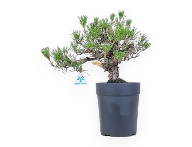 Bonsai van Pinus thunbergii - Zwarte den %separator% %category%