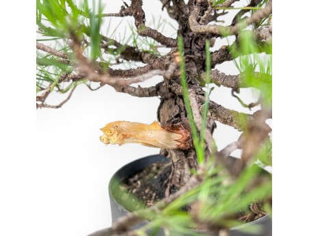 Bonsai van Pinus thunbergii - Zwarte den %separator% %category%
