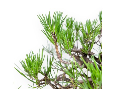 Pinus thunbergii bonsai – Black pine %separator% %category%