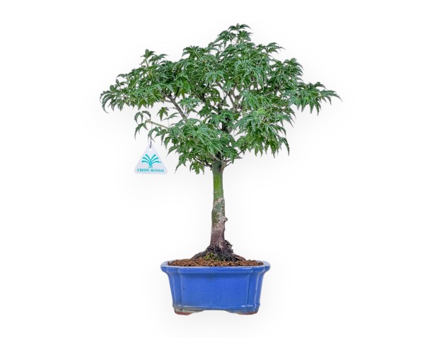 Acer palmatum shishigashira bonsai - Maple %separator% %category%