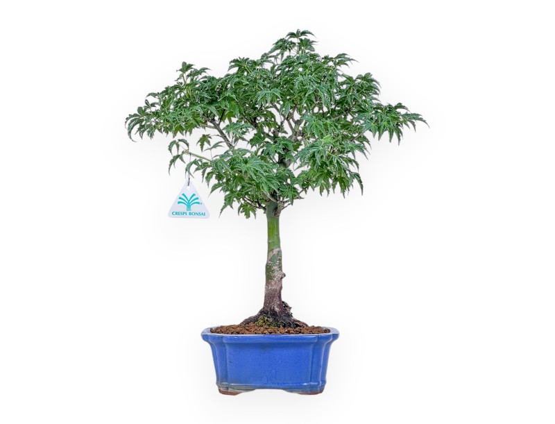 Bonsái de Acer palmatum shishigashira - Arce %separator% %category%
