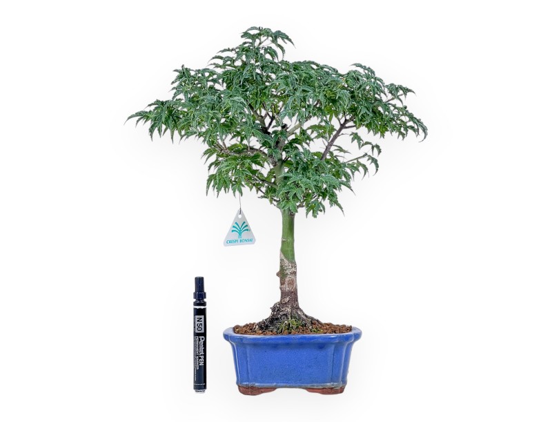 Bonsai di Acer palmatum shishigashira - Acero %separator% %category%