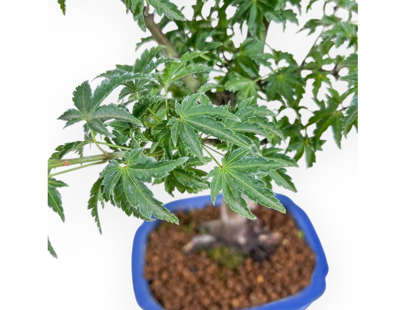 Bonsaï d'Acer palmatum shishigashira - Érable %separator% %category%