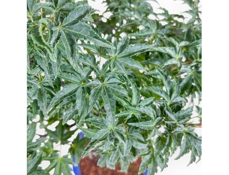 Bonsai aus Acer palmatum shishigashira – Ahorn %separator% %category%