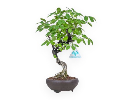 Bonsai di Akebia quinata %separator% %category%