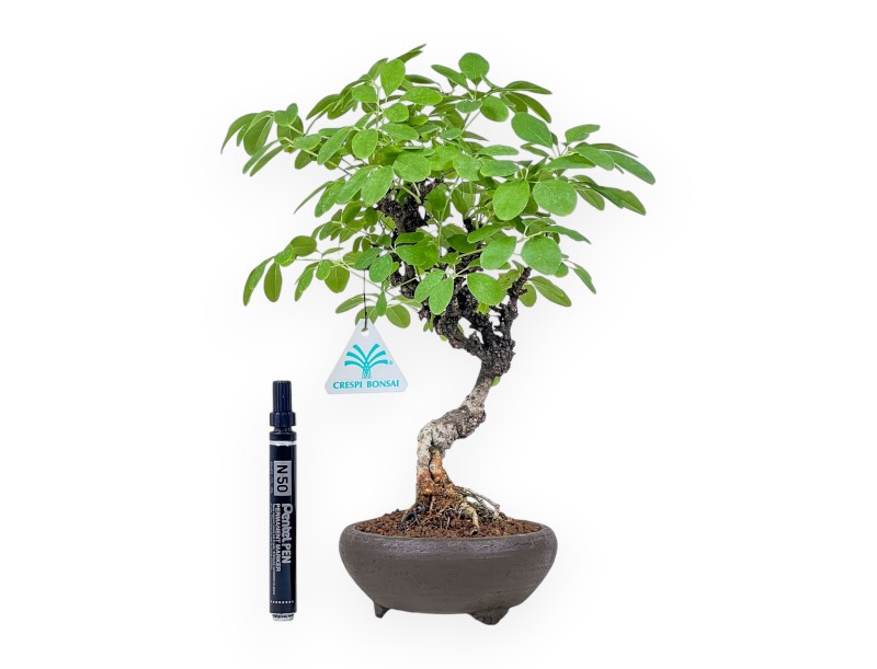 Bonsai di Akebia quinata %separator% %category%
