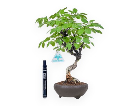 Bonsai di Akebia quinata %separator% %category%