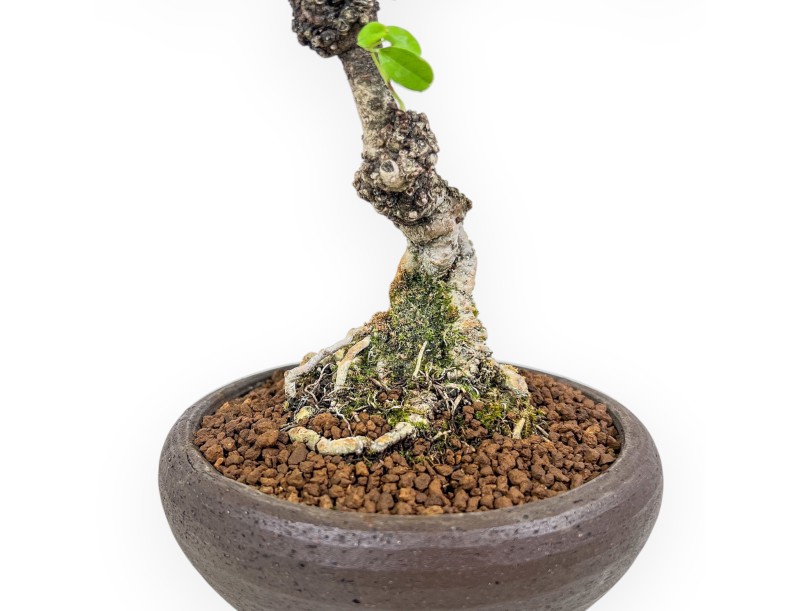 Bonsai di Akebia quinata %separator% %category%