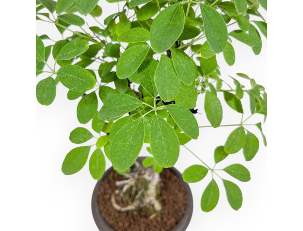 Bonsai di Akebia quinata %separator% %category% 2