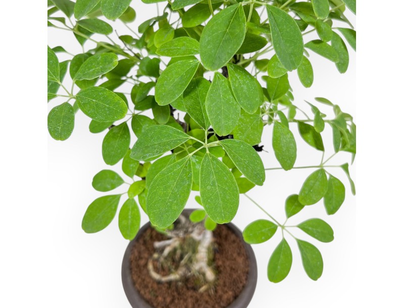 Bonsai di Akebia quinata %separator% %category%