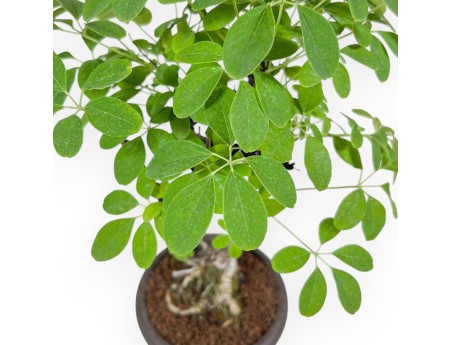 Bonsai di Akebia quinata %separator% %category%