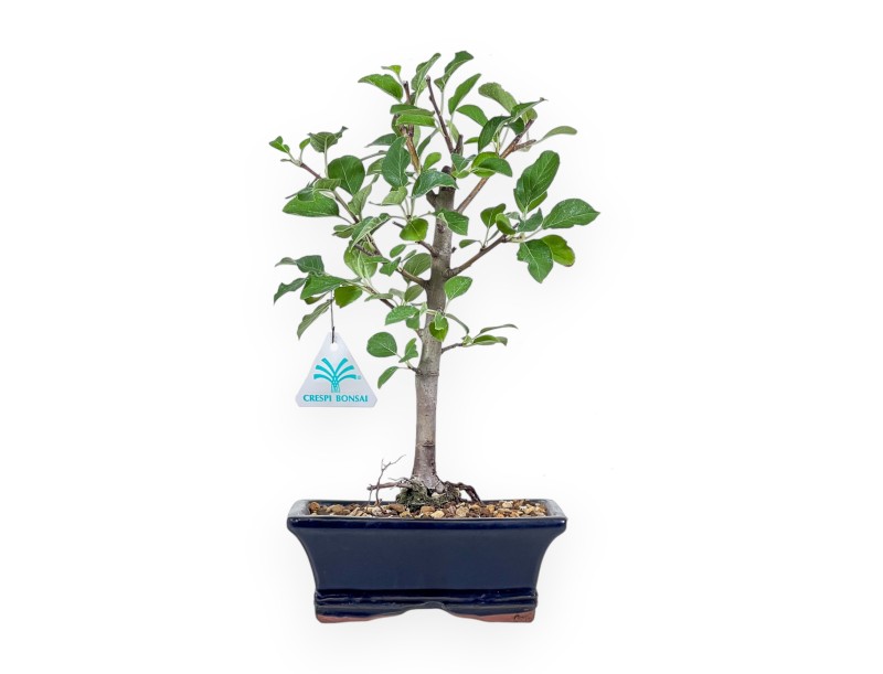 Malus Bonsai – Apfelbaum %separator% %category%