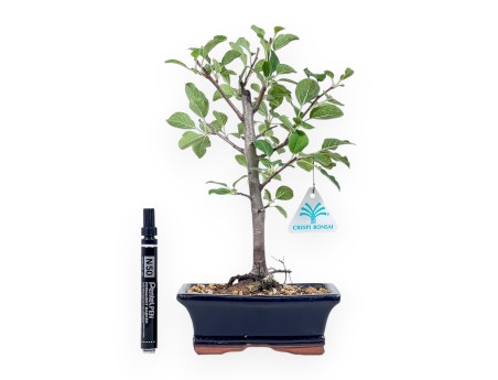 Malus Bonsai – Apfelbaum %separator% %category%