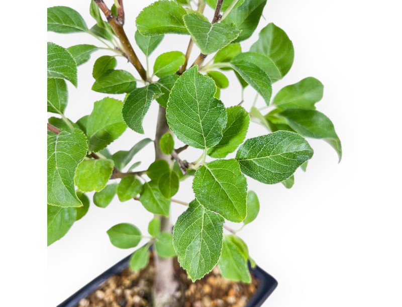 Malus-bonsai - Appelboom %separator% %category%