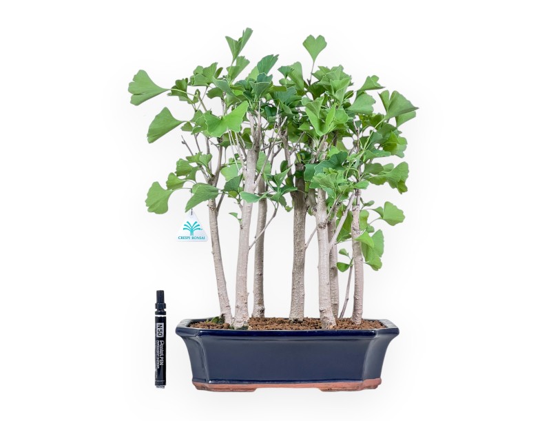 Bonsaï de Ginkgo biloba %separator% %category%