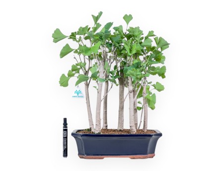 Bonsaï de Ginkgo biloba %separator% %category%