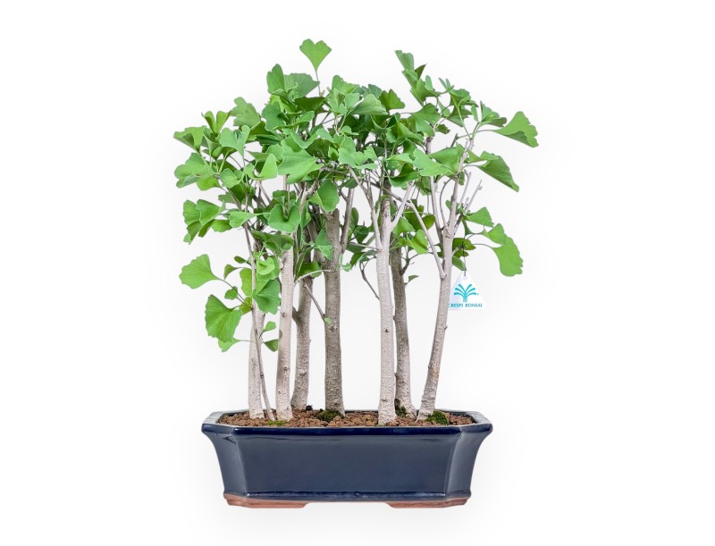 Bonsaï de Ginkgo biloba %separator% %category%