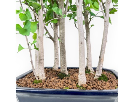Bonsaï de Ginkgo biloba %separator% %category%