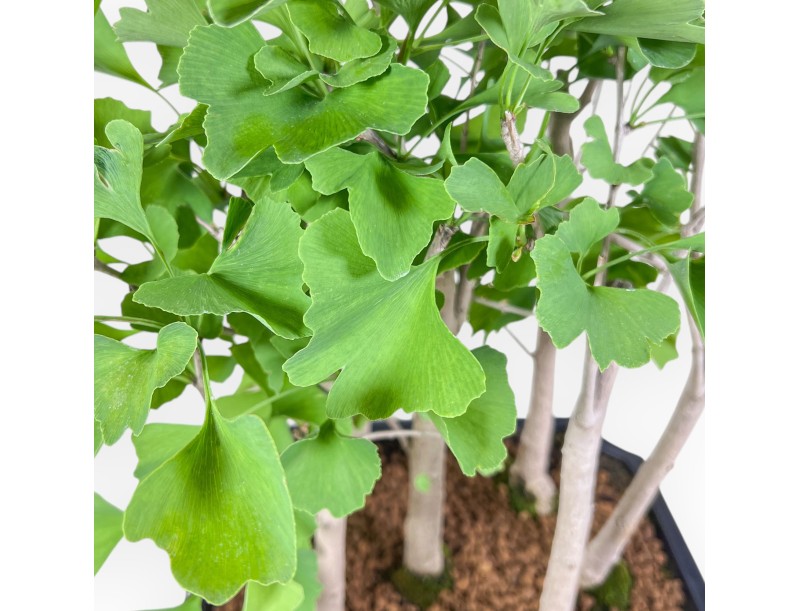 Bonsaï de Ginkgo biloba %separator% %category%