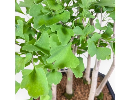 Bonsaï de Ginkgo biloba %separator% %category%
