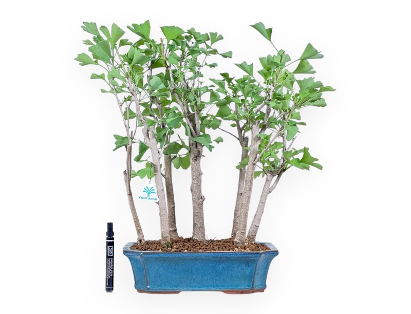 Ginkgo biloba Bonsai %separator% %category%
